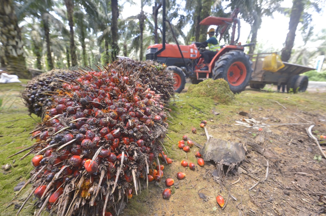 Harga Minyak Sawit Dijangka Kekal Tinggi Dengan Purata RM4 600 Setiap